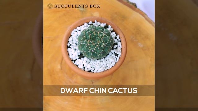 Cactus Identification | Name of Cactus | Types of Cactus Plants смотреть онлайн