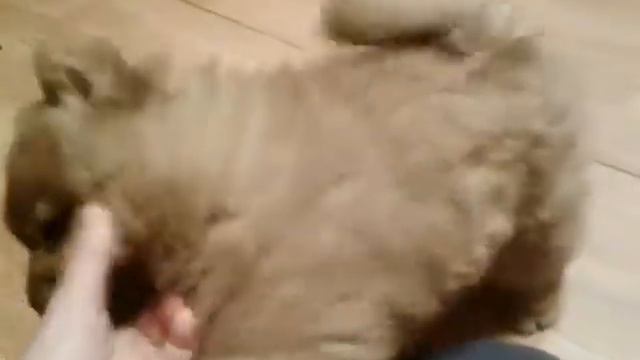 Жерис и Жайсан 5