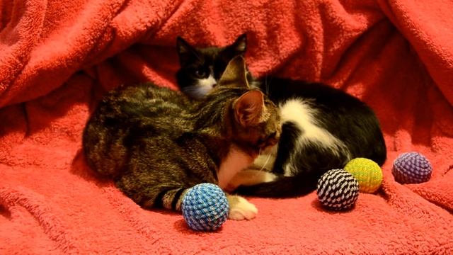 Москва.Отдам в добрые руки кошек.Срочно!! смотреть онлайн