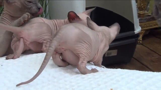 Sphynx kittens - litter 14 - 5 weeks kittens - part 2/3 смотреть онлайн