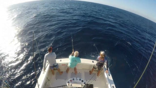 Black Marlin Fly Fishing World Record смотреть онлайн