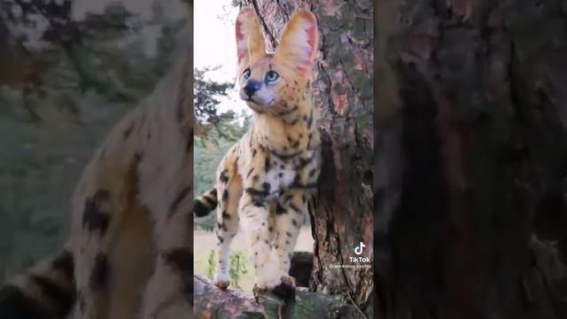лепка сервала смотреть онлайн