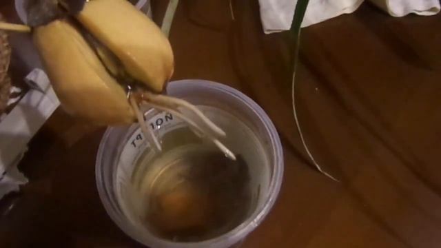 Авокадо - мощная корневая система смотреть онлайн