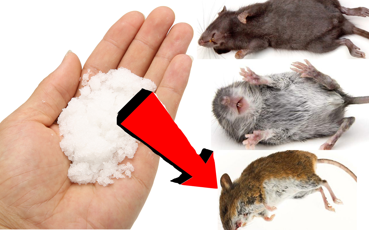 ПОЛЕЗНЫЕ СОВЕТЫ