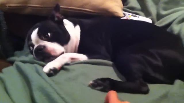Bruce The Ticklish Boston Terrier