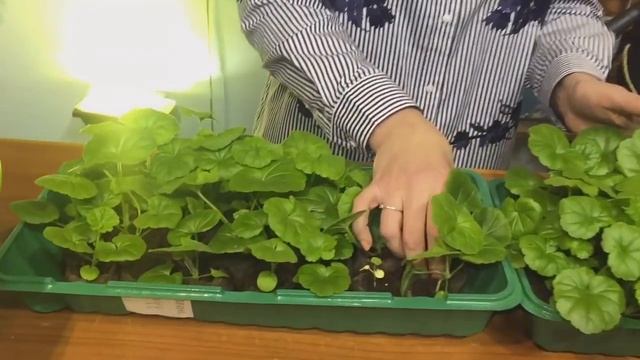 Дневник Дачника. Пересадка пеларгоний из таблеток смотреть онлайн
