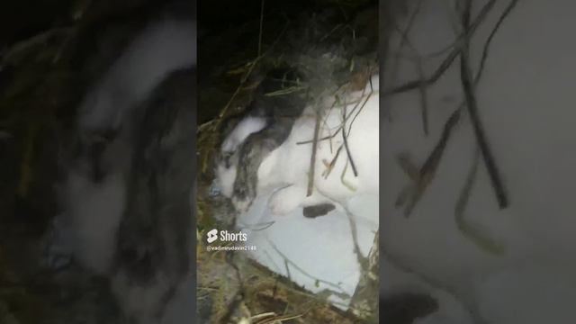 ещё немного милоты кролячей смотреть онлайн