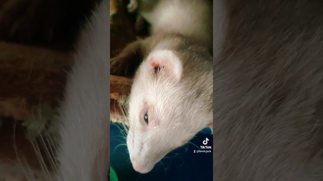 How ferret Jack sleep? Как спит Хорек Джек? смотреть онлайн