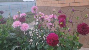 Георгины в саду. Все о посадке, уходе и обзор результата.