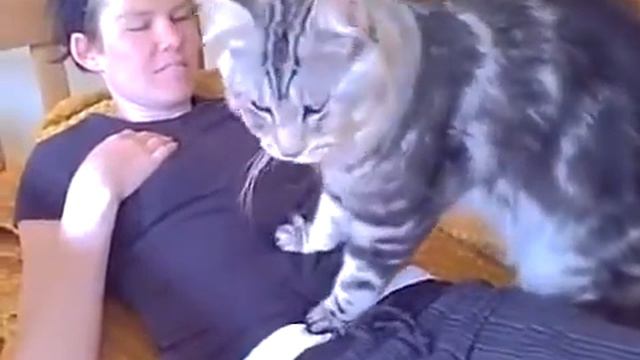 Очень большой мейн кун кот прикол смотреть онлайн