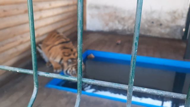 А МЫ ПРИЕХАЛИ В ПРИЮТ СПАСИ МЕНЯ @KarenDallakyan смотреть онлайн