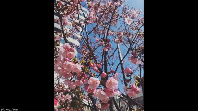 Цветение Сакуры в Японии. История, факты. #ханами #сакура