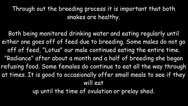 Green Tree Python - INTRODUCTION AND MATING - BIAK X CYCLOPS смотреть онлайн