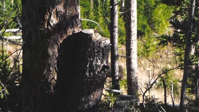 WYOMING BULL with a BOW!!! - (CRAZY Public Land Elk Hunt) смотреть онлайн