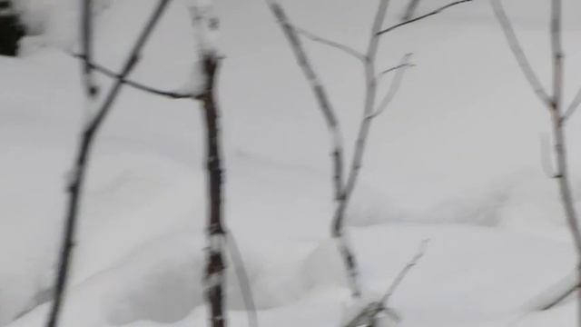 Заезд на охоту.