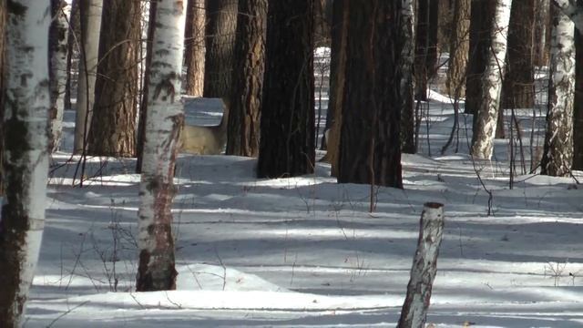 Дикая природа Урала Косуля смотреть онлайн