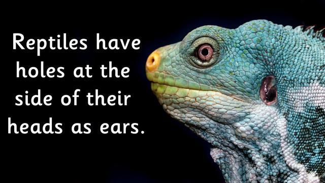 Animal Groups | REPTILES 🦎 For Kids By Miss Ellis #reptiles #animalclassification