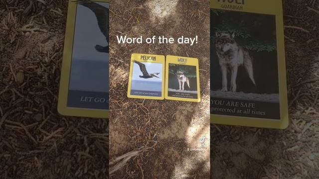 Word of the day! protected shadow work! #oracle #tarot #generalreading #oraclereading #wicca #pagan смотреть онлайн