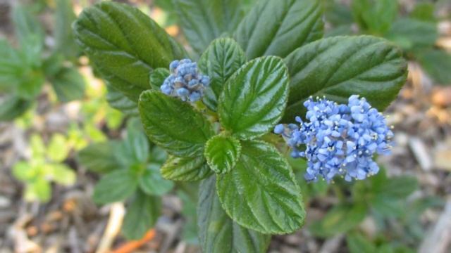 Perennial Nitrogen Fixers Wisteria & Ceanothus To Self Fertilize The Soil смотреть онлайн