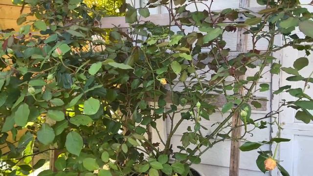 Container Climbing Rose Crown Princess Margareta смотреть онлайн