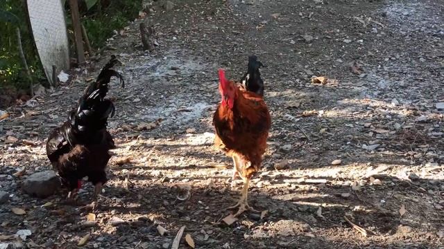 Chicken Song And Dancing Rooster - Funny Chicken Dance