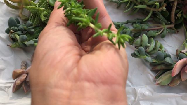 Surprise succulent unboxing 2/2/19 смотреть онлайн