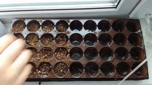 СЕЕМ СЕМЕНА ТОМАТОВ НА РАССАДУ: СЕЕМ В ЯЧЕЙКИ! СПОСОБ №2!