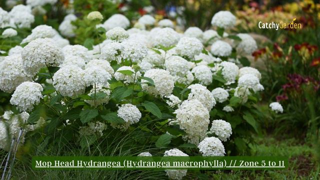 Border Bliss: 7 Beautiful Plants to Edge Your Garden and Lawn 🌿🏠🌷 смотреть онлайн