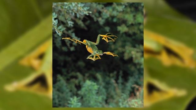 Wallace's Flying Frog - Animal of the Week смотреть онлайн