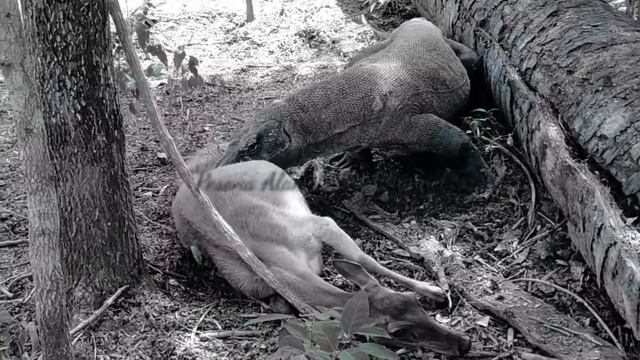 The top 13 komodo dragons attack and prey on their prey alive смотреть онлайн