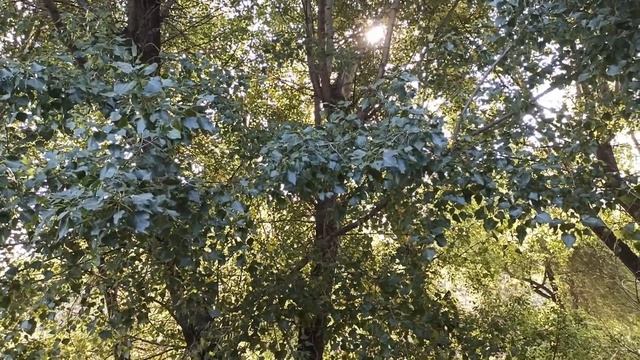19 октября народный праздник ФОМИН ДЕНЬ. ЧТО НЕЛЬЗЯ ДЕЛАТЬ... народные приметы и поверья смотреть онлайн