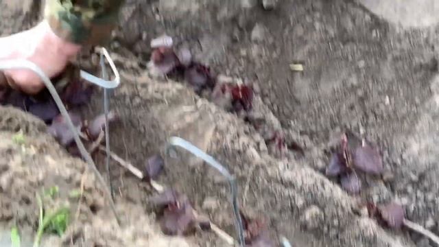 ЖИЗНЬ в ГЛУХОЙ ДЕРЕВНЕ. БЕЛАРУСЬ. КАК САМОМУ ВЫРАСТИТЬ САЖЕНЦЫ ФУНДУКА. смотреть онлайн