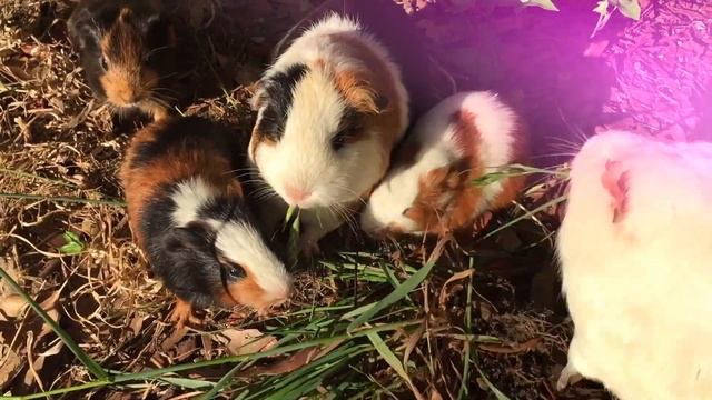 Звуки морских свинок