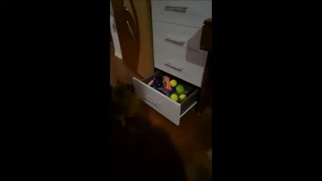 Игровая площадка для Померанского Шпица =))) смотреть онлайн