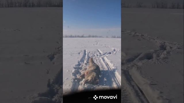 Охота на Волков ? смотреть онлайн