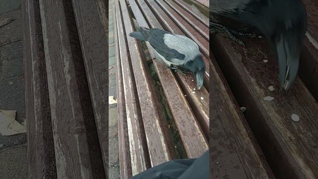 Городская ворона.Захотела прилетела,захотела улетела. смотреть онлайн