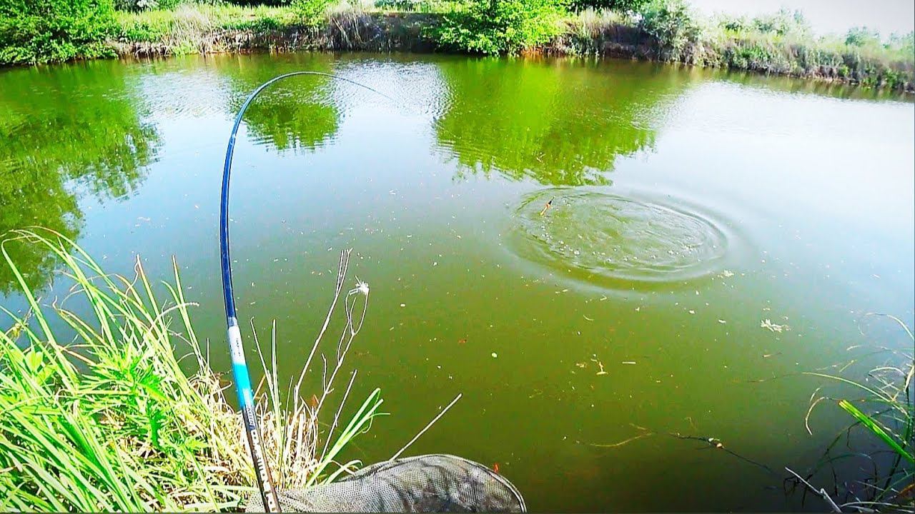 СОМ НА ПОПЛАВОК и БЕШЕНЫЙ КЛЁВ КАРАСЯ. Рыбалка на поплавочную удочку и закидушки. смотреть онлайн