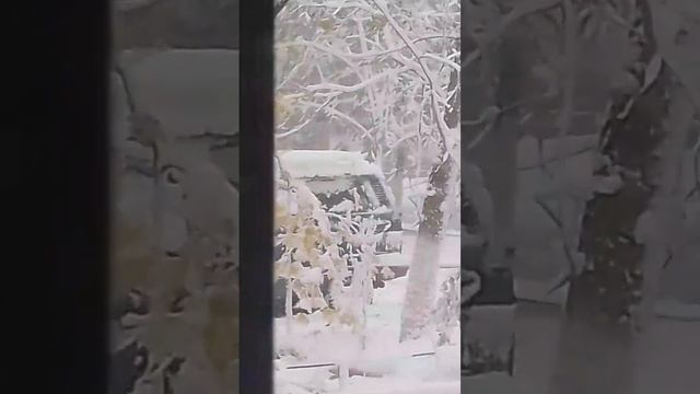 Первый снег в ПМР 26 ноября #рекомендации #shortvideo #снег смотреть онлайн