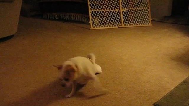 Crazy Circus Chiuahua смотреть онлайн