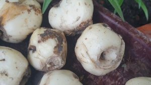 Рябчик императорский. Ошибки при посадке, почему не цветет?