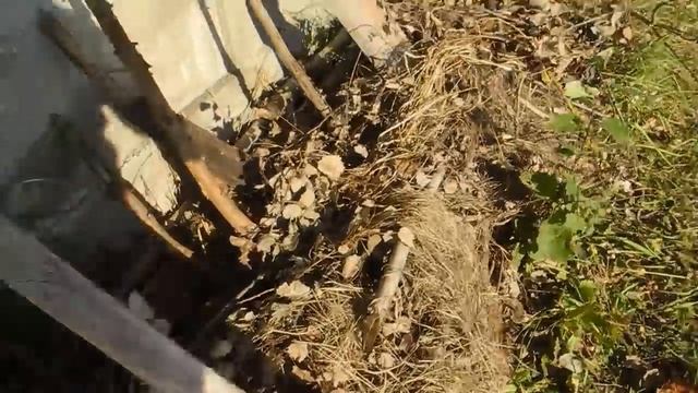 Как мгновенно вырастить много опят на своем участке 2 смотреть онлайн