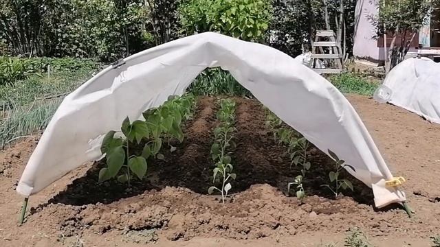 Шашлык просто песня, всегда сочный мягкий /Томаты, перцы и ящик цветов от мужа в подарок ??????????