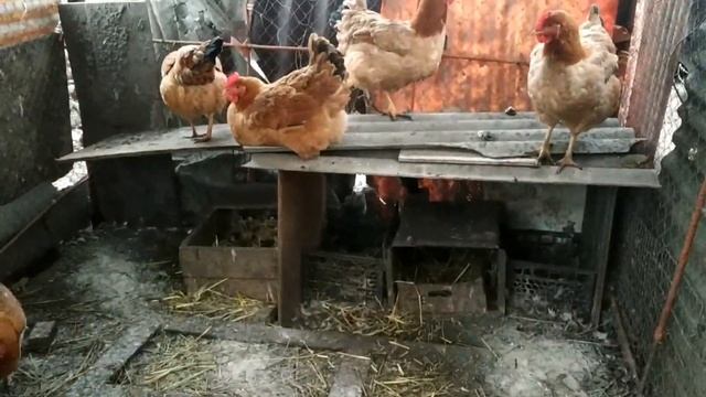 Чем кормлю? Куры Ред Бро. Цветной бройлер.Вкусное мясо! Оказалось, супер кросс !!!