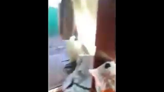Нелегальный детский сад в Туле смотреть онлайн