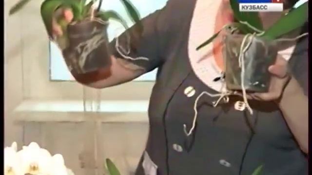 Орхидея: уход в домашних условиях. Как поливать орхидею? смотреть онлайн