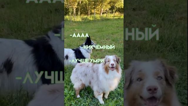 Аусси ребята почему так мало лайков.....