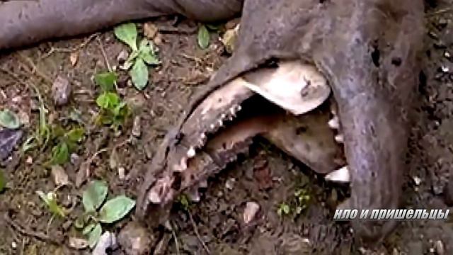 Чупакабра попала на камеру смотреть онлайн