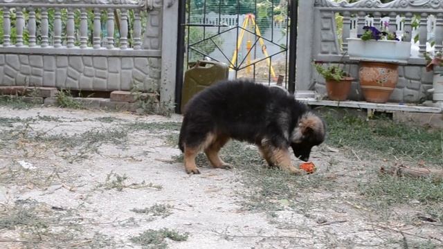 Щенки немецкой длинношерстной овчарки.Продажа.