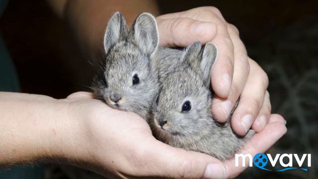 Спасём животных ВМЕСТЕ! || Перестанут покупать - перестанут продавать! смотреть онлайн