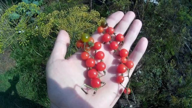 Помидоры черри смотреть онлайн